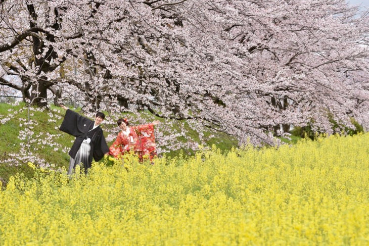 菜の花畑と満開の桜の季節に赤い色打掛けで洋髪の髪型ヘアスタイルの可愛い髪飾りの和装前撮りロケフォトの写真