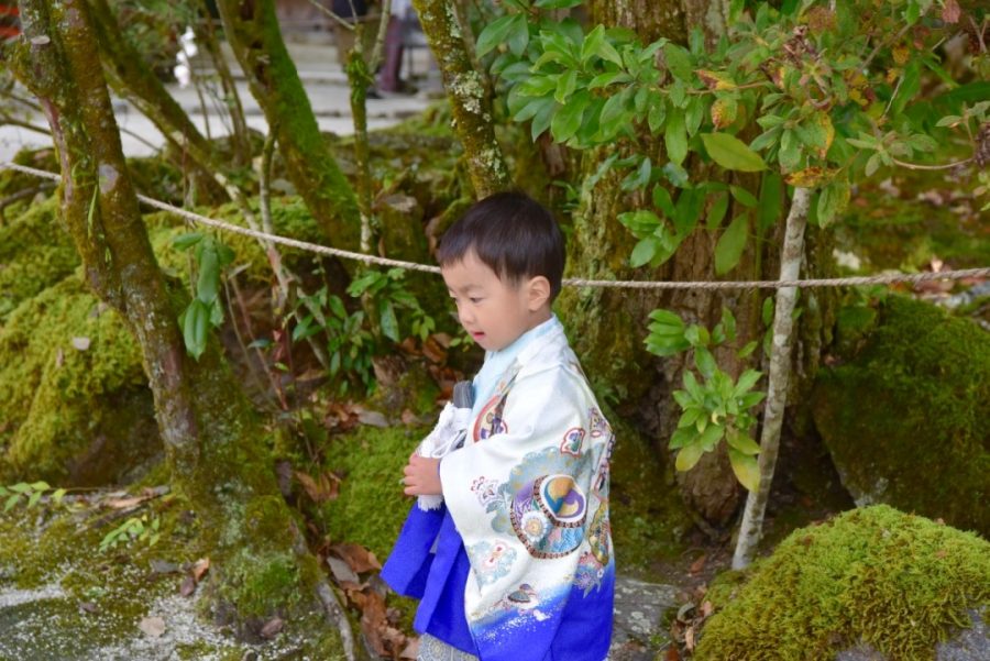 上賀茂神社で兄弟が着物で七五三の写真