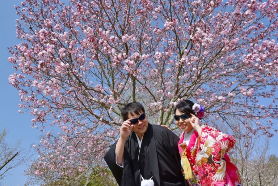 結婚式の前撮りを奈良の桜での写真