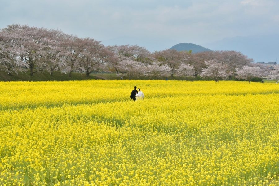 大阪から桜と菜の花での前撮りの写真