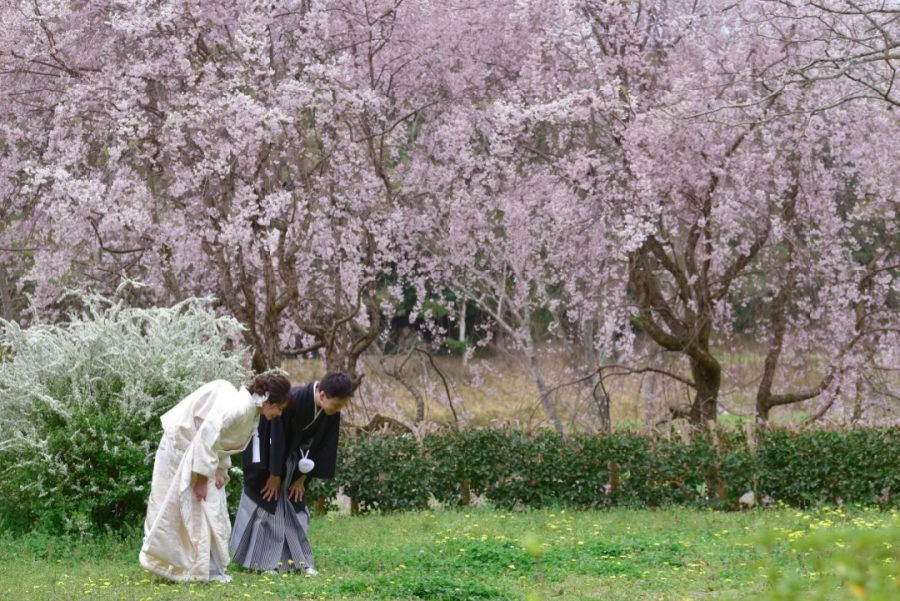 奈良で桜の菜の花の前撮りの写真