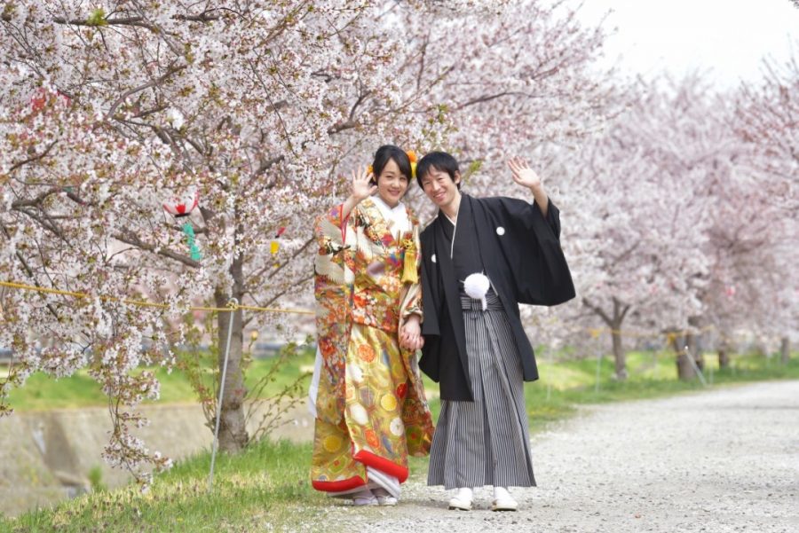 奈良の結婚式の前撮り和装で桜の菜の花の写真