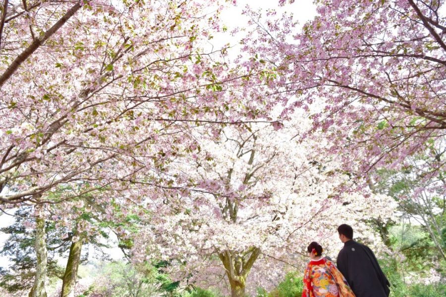 大阪から桜と菜の花での前撮りの写真