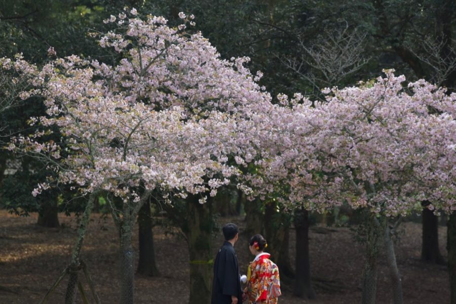 大阪から桜と菜の花での前撮りの写真