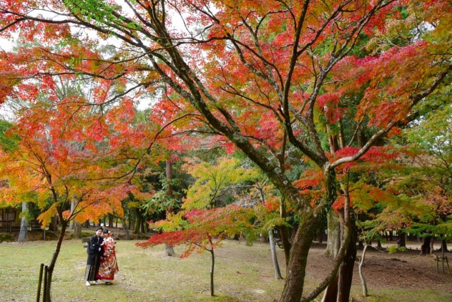 結婚式の前撮りを紅葉の奈良公園とコスモスの撮影