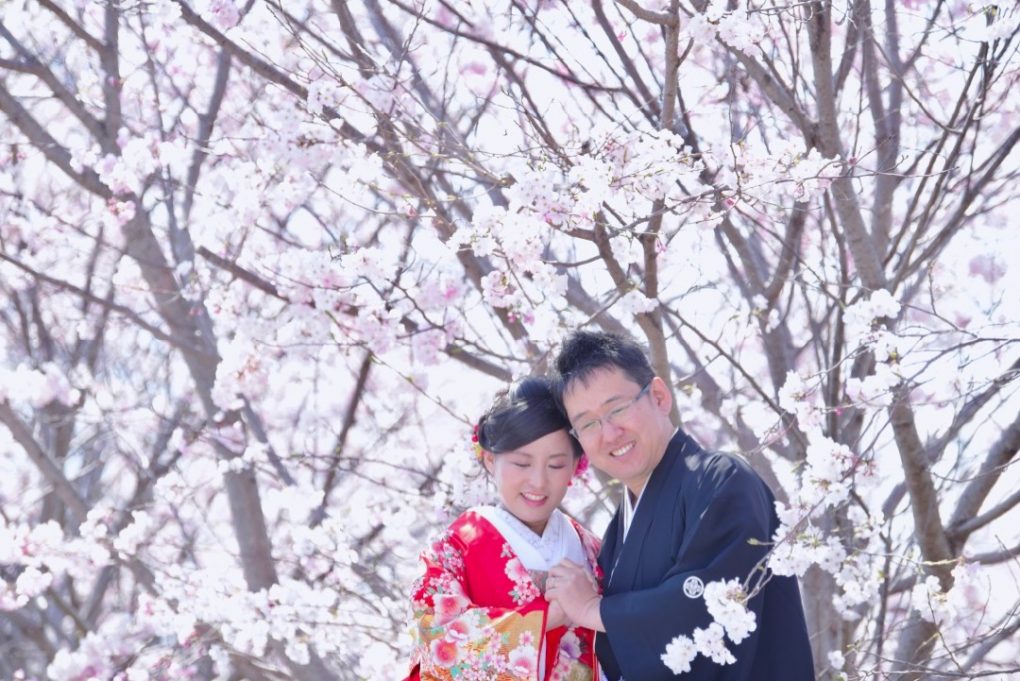 白無垢で洋髪の髪型で菜の花と桜での前撮り撮影