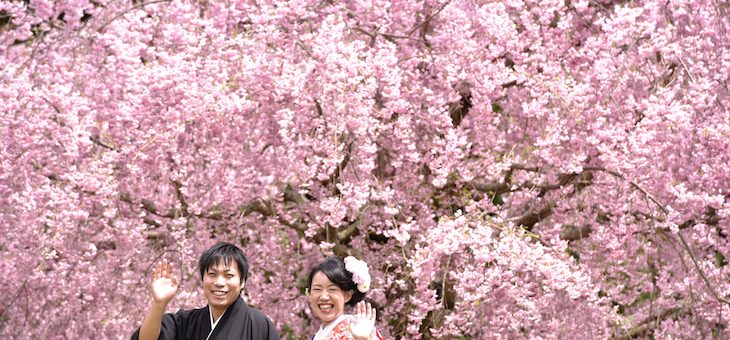 桜で前撮り予約状況
