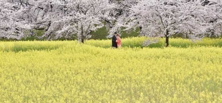 桜と菜の花で和装前撮り