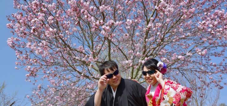 滋賀から桜の前撮り
