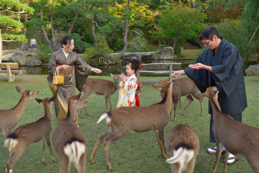 春日大社で七五三は鹿とも一緒に遊べた楽しい思い出 18 10 14 愛を写真に残すカメラマンblog