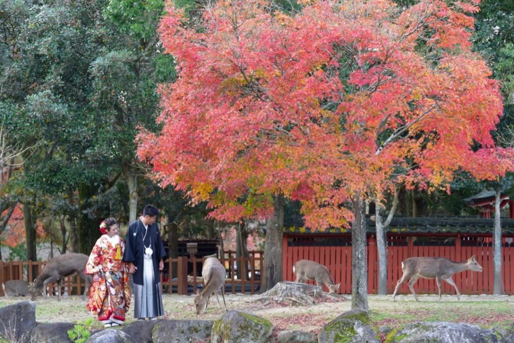 奈良で紅葉の和装前撮りロケーション撮影